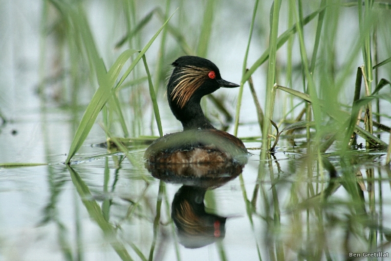 Photo Oiseaux Grèbe à cou noir (Podiceps nigricollis)