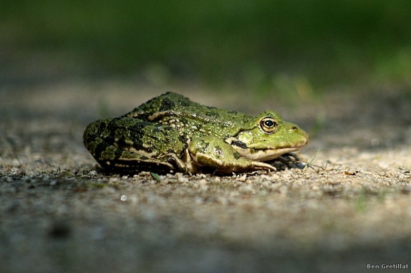 Photo Amphibiens Grenouille verte 