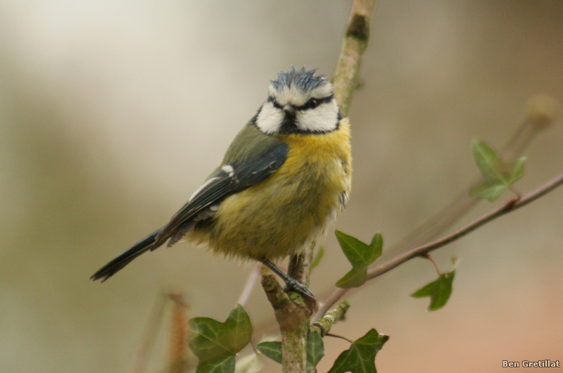 Photo Oiseaux Mésange bleue (Cyanistes caeruleus)