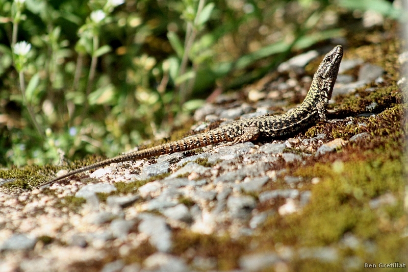 Photo Reptiles Lézard des murailles (Podarcis muralis)