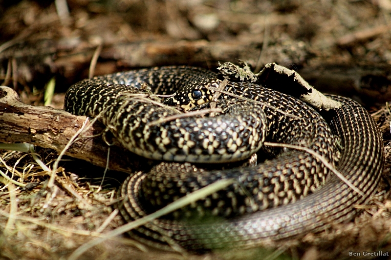 Photo Reptiles Couleuvre verte et jaune (Hierophis viridiflavus)