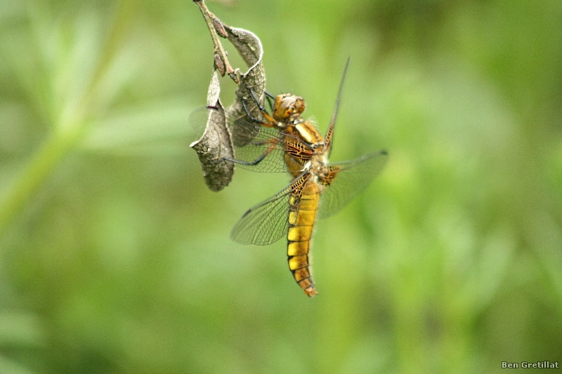 Photo Insectes Libellule déprimée (Libellula depressa)