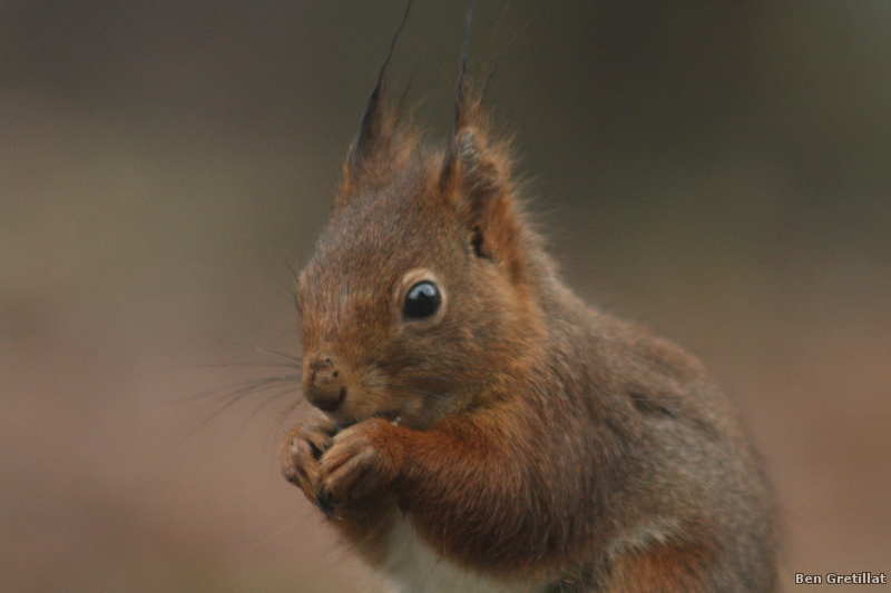 Photo Mammifères Ecureuil roux (Sciurus vulgaris)