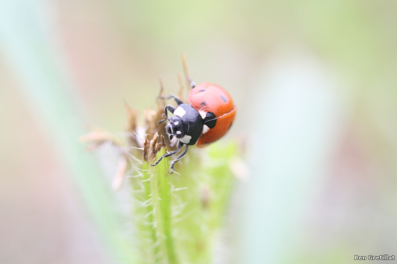 Photo Insectes Coccinellidae sp