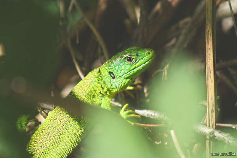 Photo Reptiles Lézard vert (Lacerta bilineata)