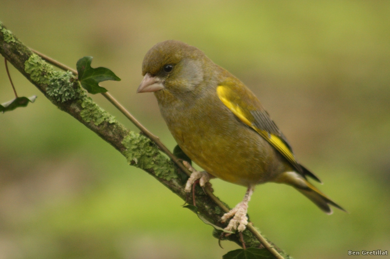 Photo Oiseaux Verdier d'Europe (Chloris chloris)