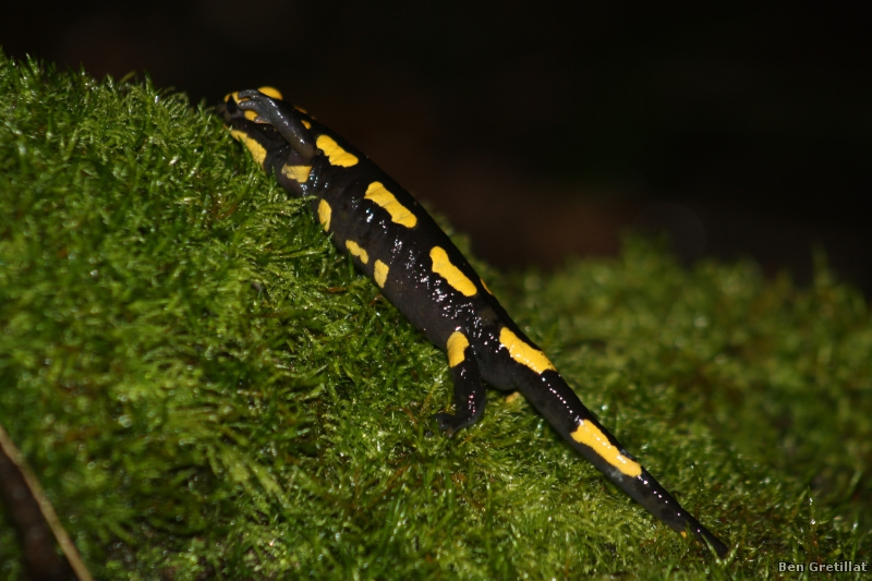 Photo Amphibiens Salamandre tachetée (Salamandra salamandra)