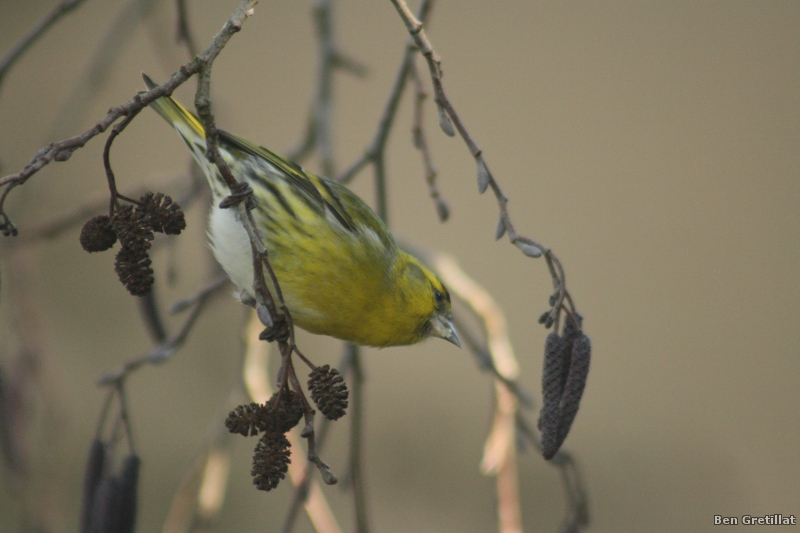 Photo Oiseaux Tarin des aulnes (Carduelis spinus)