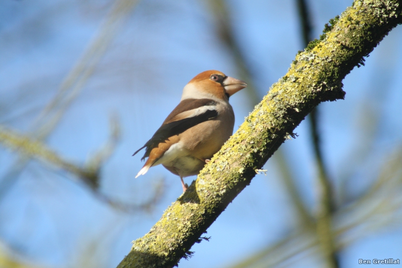 Photo Oiseaux Grosbec casse-noyaux (Coccothraustes coccothraustes)