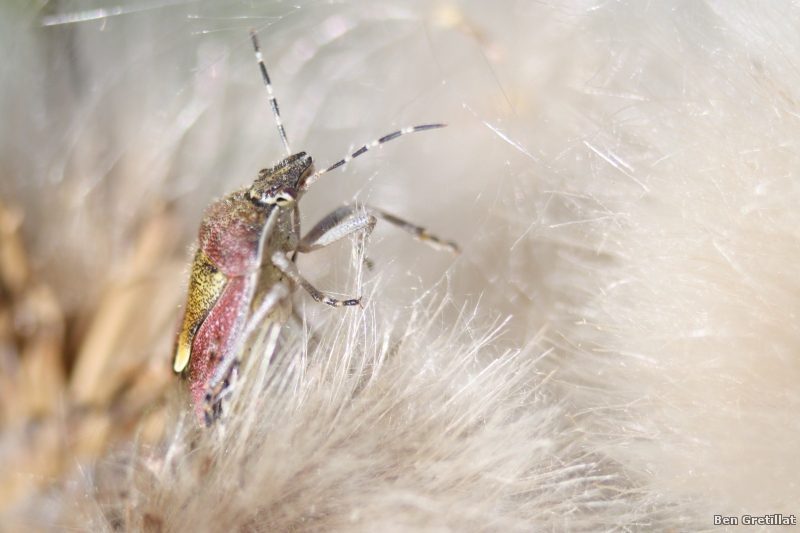 Photo Insectes Punaise des baies (Dolycoris baccarum)