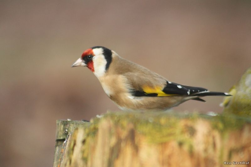 Photo Oiseaux Chardonneret élégant (Carduelis carduelis)