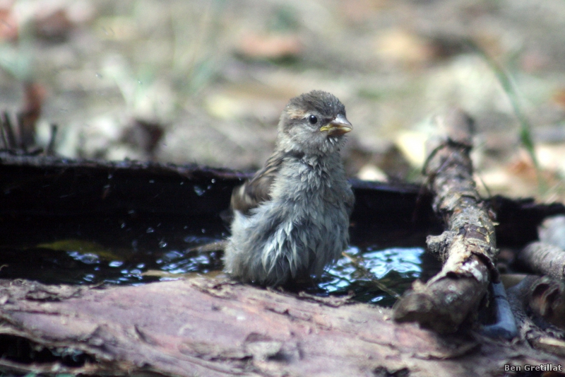 Photo Oiseaux Moineau domestique (Passer domesticus)