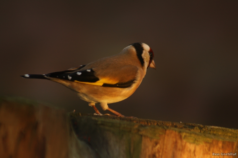 Photo Oiseaux Chardonneret élégant (Carduelis carduelis)