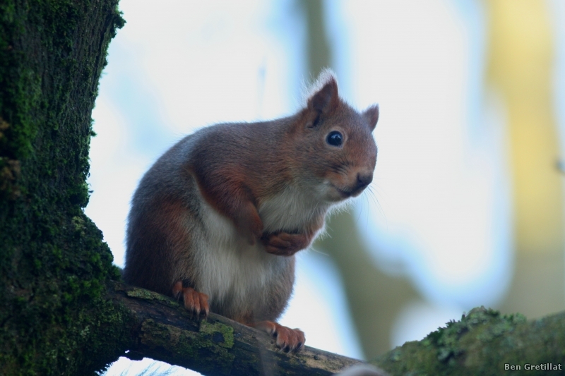 Photo Mammifères Ecureuil roux (Sciurus vulgaris)