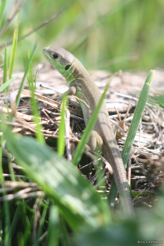 Photo Reptiles Lézard vert