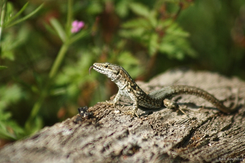 Photo Reptiles Lézard des murailles (Podarcis muralis)