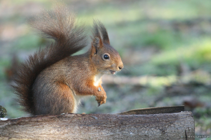 Photo Mammifères Ecureuil roux (Sciurus vulgaris)