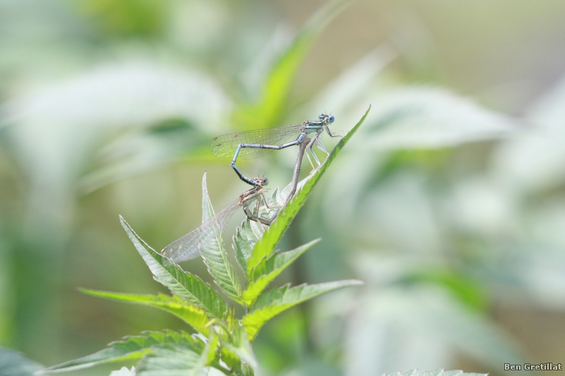 Photo Insectes agrion à larges pattes (Platycnemis pennipes)