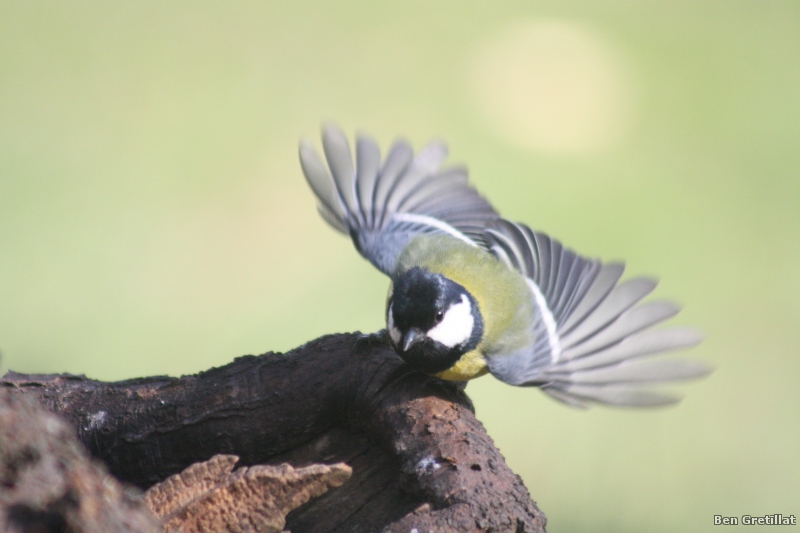 Photo Oiseaux Mésange charbonnière (Parus major)