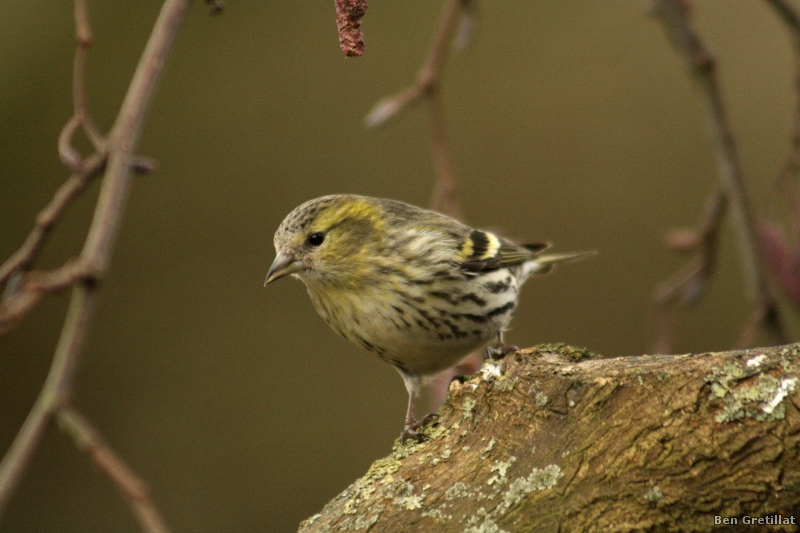 Photo Oiseaux Tarin des aulnes (Carduelis spinus)