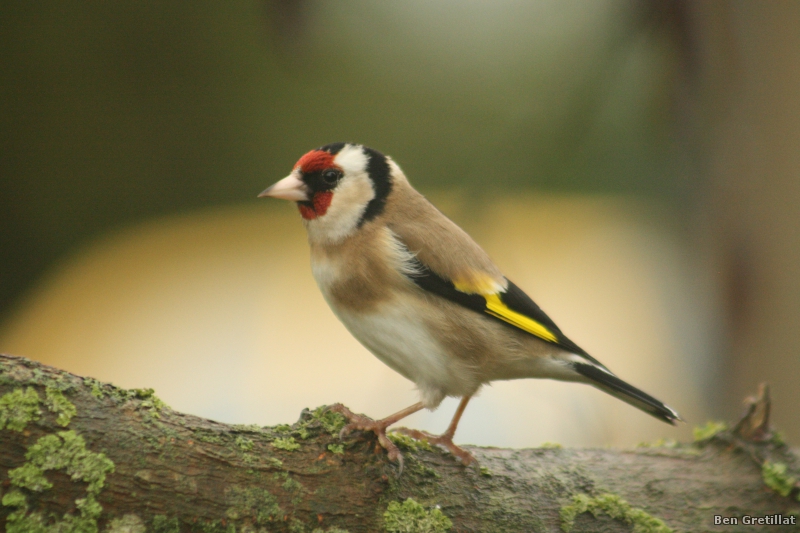 Photo Oiseaux Chardonneret élégant (Carduelis carduelis)