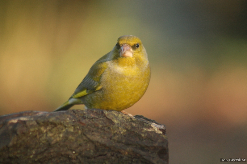 Photo Oiseaux Verdier d'Europe (Chloris chloris)