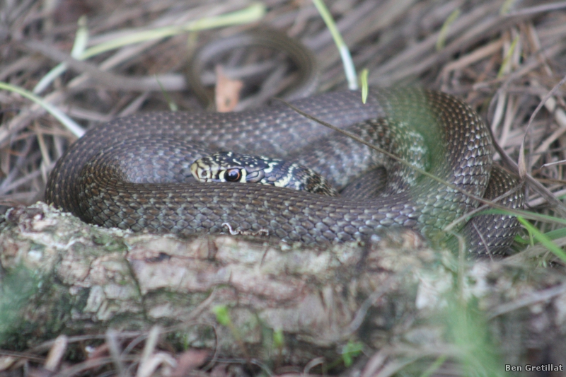 Photo Reptiles Couleuvre verte et jaune (Hierophis viridiflavus)