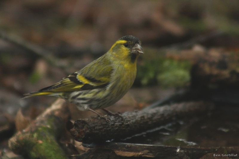 Photo Oiseaux Tarin des aulnes (Carduelis spinus)