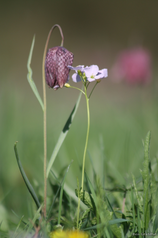 Photo Flore Fritillaire pintade (Fritillaria meleagris), Cardamine des prés ou Cresson des prés (Cardamine pratensis)