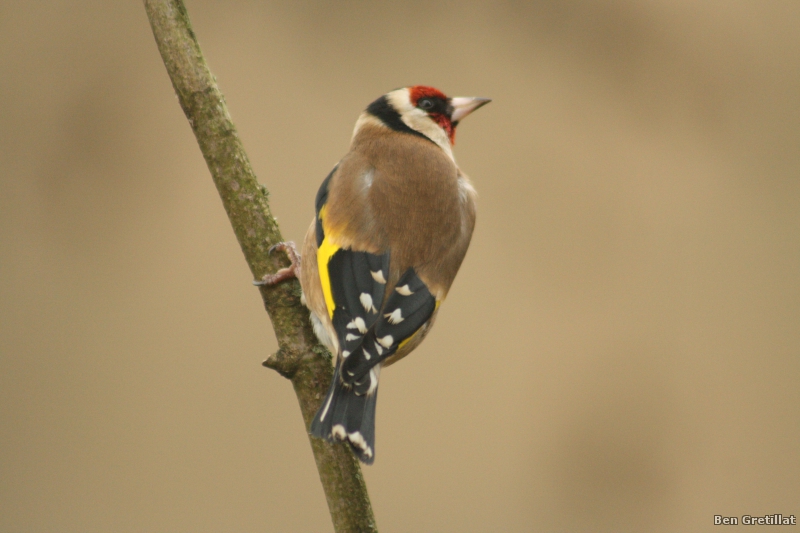 Photo Oiseaux Chardonneret élégant (Carduelis carduelis)