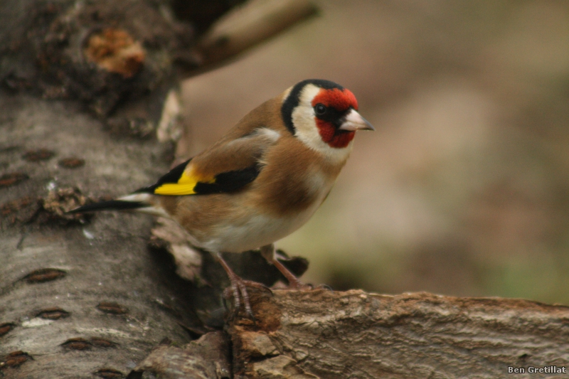 Photo Oiseaux Chardonneret élégant (Carduelis carduelis)