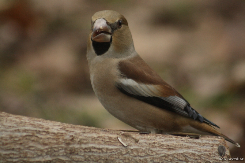 Photo Oiseaux Grosbec casse-noyaux (Coccothraustes coccothraustes)