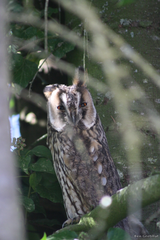 Photo Oiseaux Hibou moyen-duc (Asio otus)