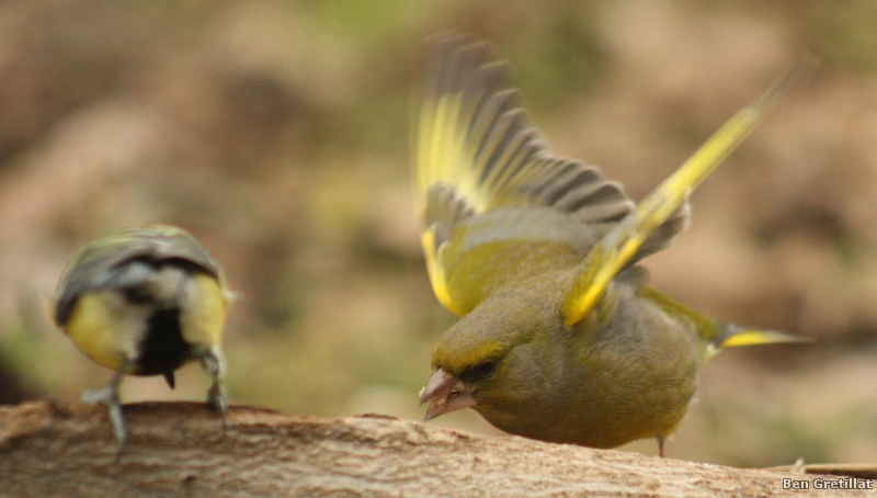 Photo Oiseaux Verdier d'Europe (Chloris chloris)