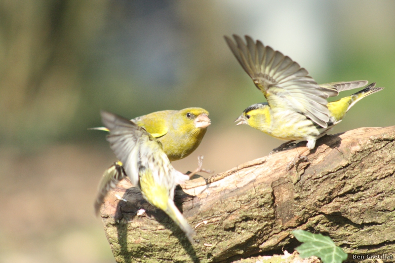 Photo Oiseaux Verdier d'Europe (Chloris chloris), Tarin des aulnes (Carduelis spinus)