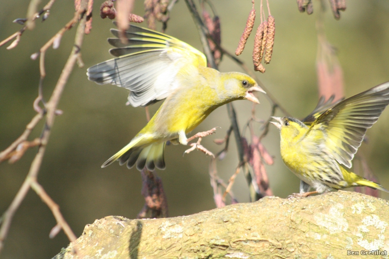 Photo Oiseaux Verdier d'Europe (Chloris chloris), Tarin des aulnes (Carduelis spinus)