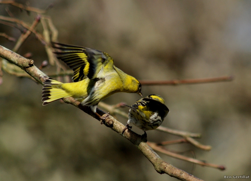 Photo Oiseaux Tarin des aulnes (Carduelis spinus)