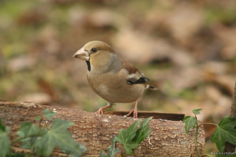 Photo Oiseaux Grosbec casse-noyaux (Coccothraustes coccothraustes)