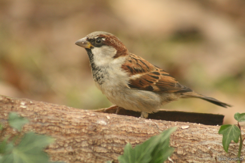 Photo Oiseaux Moineau domestique (Passer domesticus)