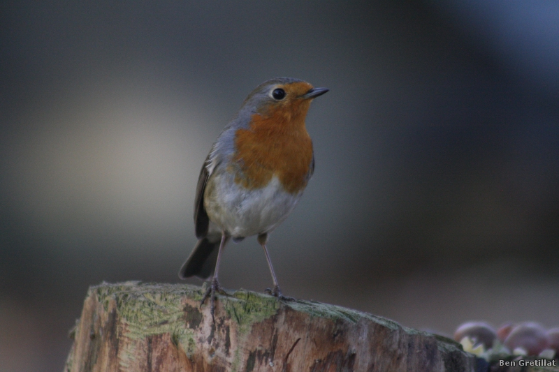 Photo Oiseaux Rouge-gorge familier (Erithacus rubecula)