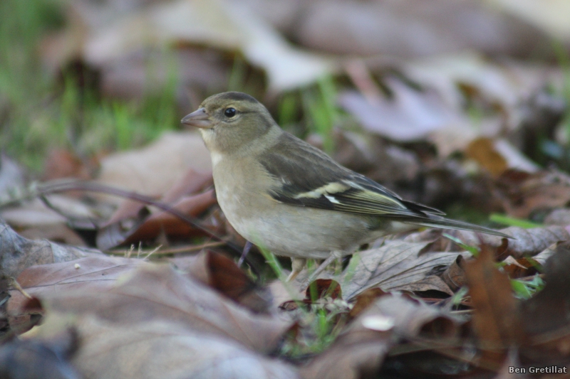 Photo Oiseaux Pinson des arbres (Fringilla coelebs)