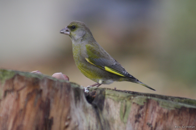 Photo Oiseaux Verdier d'Europe (Chloris chloris)