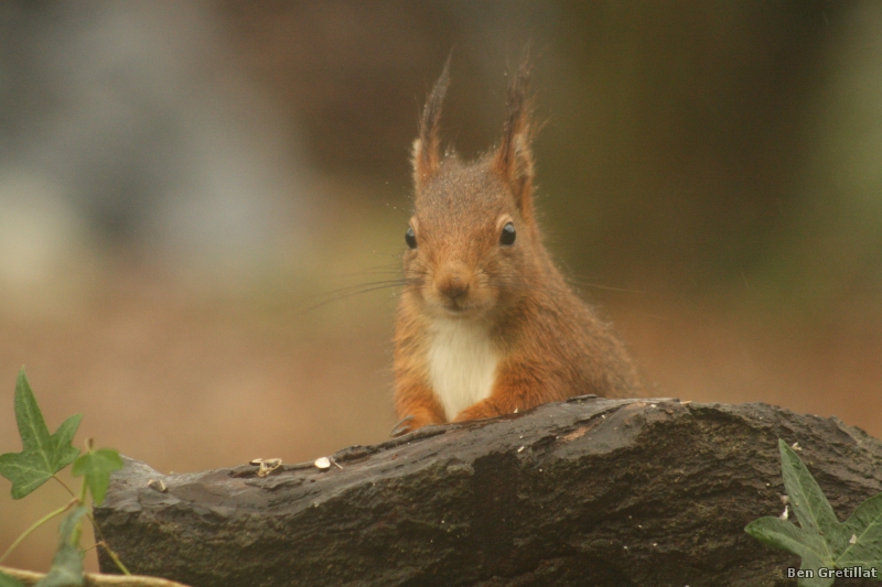 Photo Mammifères Ecureuil roux (Sciurus vulgaris)