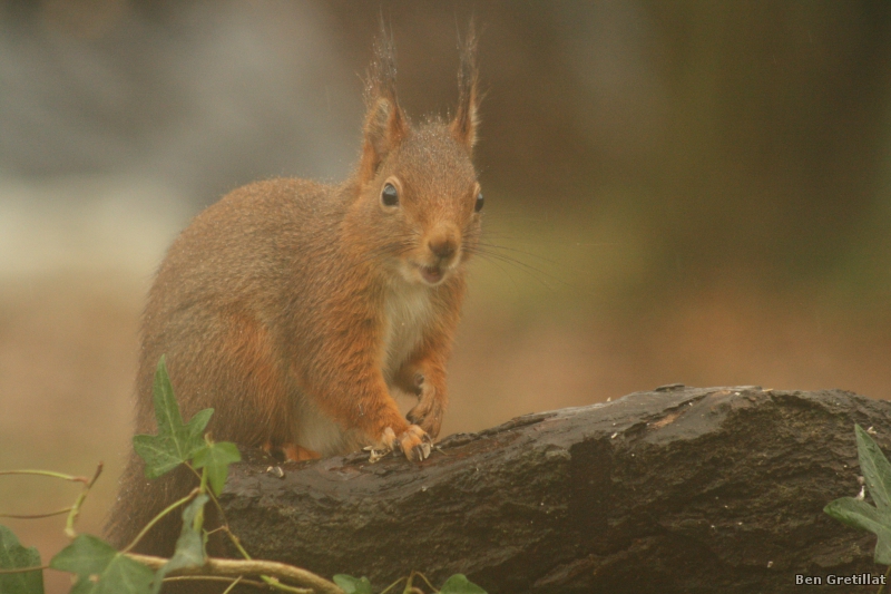 Photo Mammifères Ecureuil roux (Sciurus vulgaris)