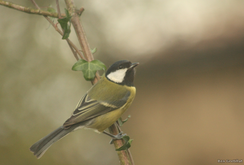 Photo Oiseaux Mésange charbonnière (Parus major)