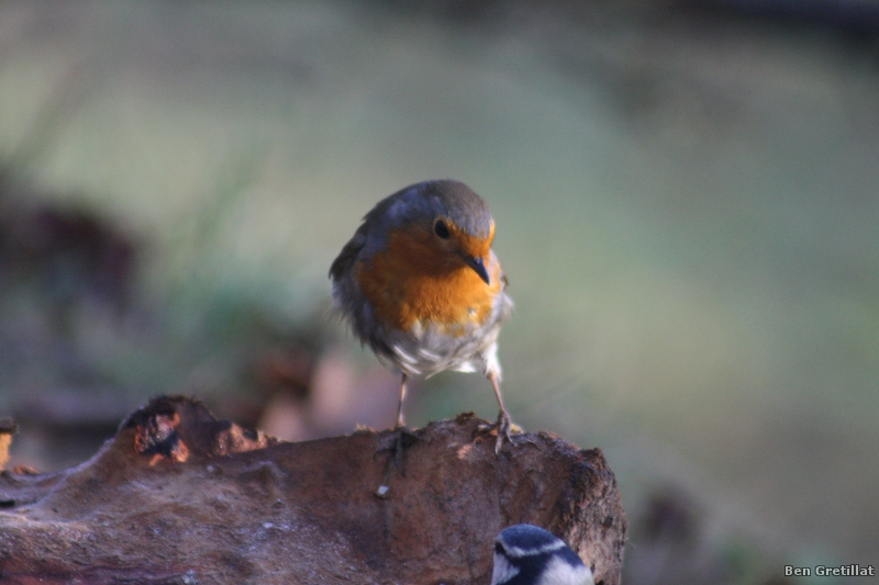 Photo Oiseaux Rouge-gorge familier (Erithacus rubecula)