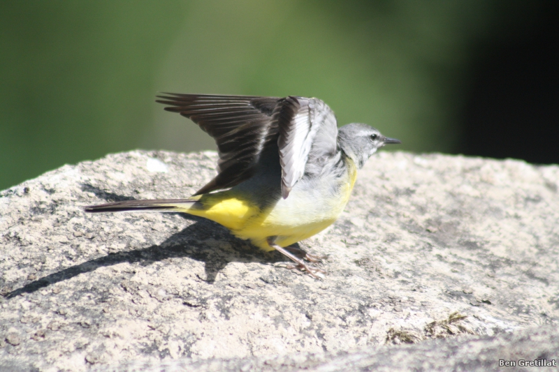 Photo Oiseaux Bergeronnette des ruisseaux (Motacilla cinerea)