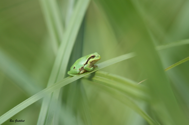 Photo Amphibiens Rainette verte (Hyla arborea)