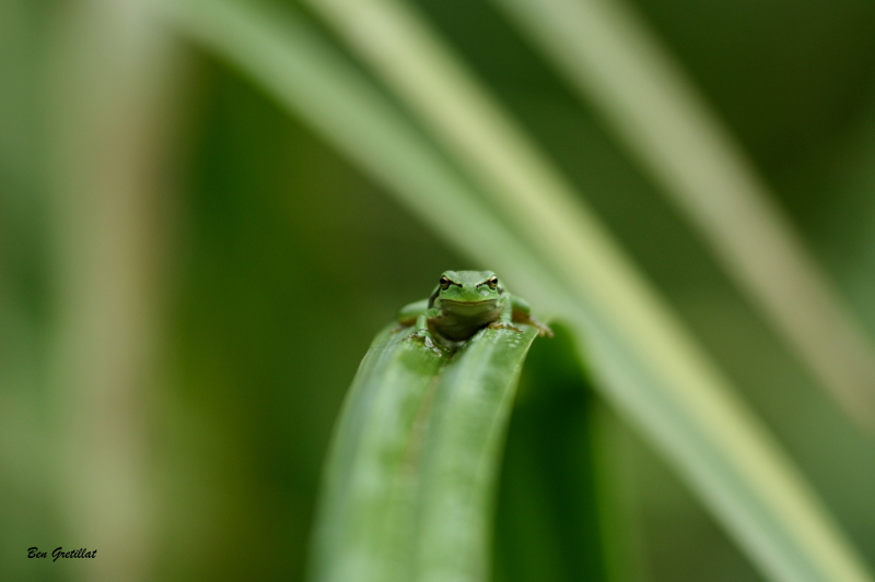 Photo Amphibiens Rainette verte (Hyla arborea)