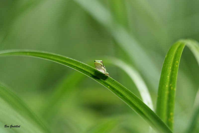 Photo Amphibiens Rainette verte (Hyla arborea)